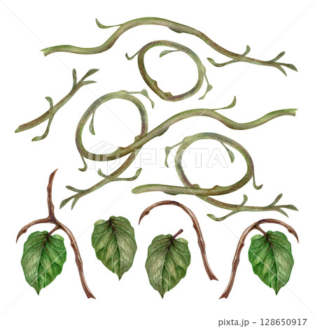 Realistic curved plant branches with green leaves. Watercolor hand drawn botanical clipart of tropical kiwi branches for natural design jams, preserves, drinks, healthy food, textile, wrapping paper. Realistic curved plant branches with green leaves. Watercolor hand drawn botanical clipart of tropical kiwi branches for natural design jams, preserves, drinks, healthy food, textile, wrapping paper. 128650917