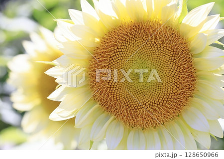 ひまわり 128650966