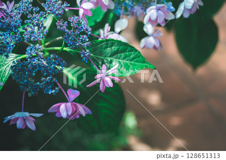 形がかわいいアジサイ 128651313