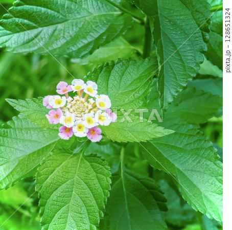 1輪のランタナの花 1輪のランタナの花 128651324
