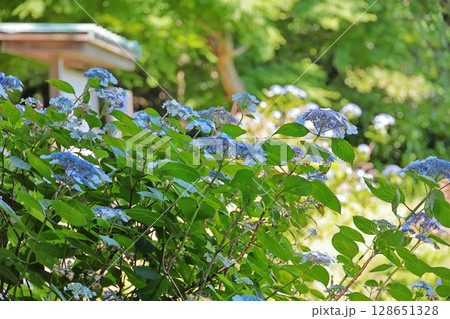 鎌倉の紫陽花　神奈川県 128651328
