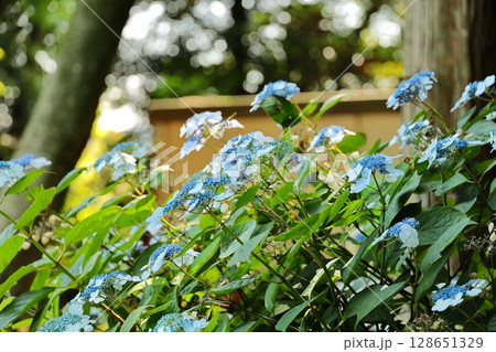 鎌倉の紫陽花　神奈川県 128651329