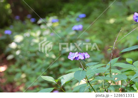 鎌倉の紫陽花　神奈川県 128651331