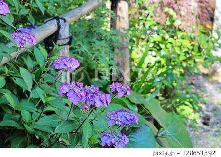 鎌倉の紫陽花　神奈川県 128651392