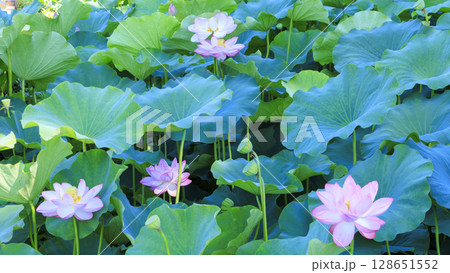 青空に映えるハスの花 128651552