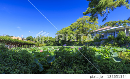 青空に映えるハスの花 青空に映えるハスの花 128651554