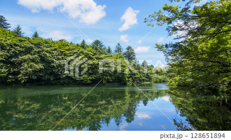 旧軽井沢の雲場池の夏 128651894