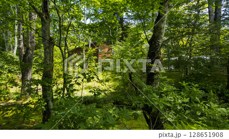 旧軽井沢の雲場池の夏 旧軽井沢の雲場池の夏 128651908