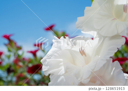 陽光に透ける純白のグラジオラス 128651913