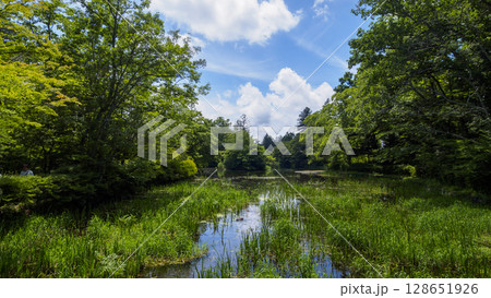 旧軽井沢の雲場池の夏 旧軽井沢の雲場池の夏 128651926