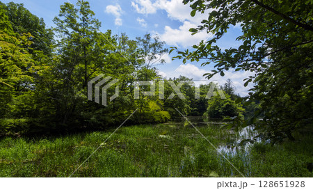 旧軽井沢の雲場池の夏 128651928