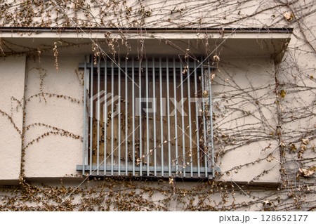 古い建物に枯れた蔦が這っている風景 古い建物に枯れた蔦が這っている風景 128652177