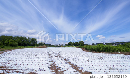 しなの鉄道沿線の御代田町の田圃・畑 128652189