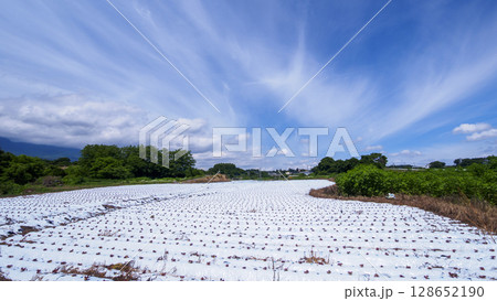 しなの鉄道沿線の御代田町の田圃・畑 128652190