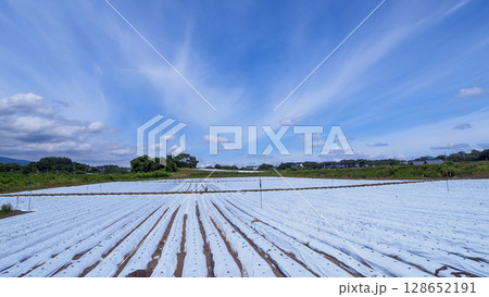 しなの鉄道沿線の御代田町の田圃・畑 128652191