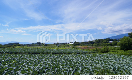 しなの鉄道沿線の御代田町の田圃・畑 128652197