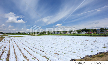 しなの鉄道沿線の御代田町の田圃・畑 128652257