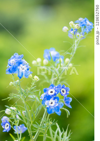 初夏の爽やかなブルー 128652760