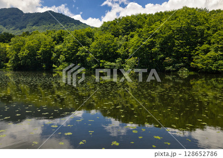 神秘的で美しい蓮華白池　新潟県糸魚川市（ドローンによる空撮） 128652786