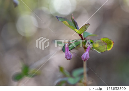 早春の雑木林に咲くウグイスカグラのピンクの花 128652800