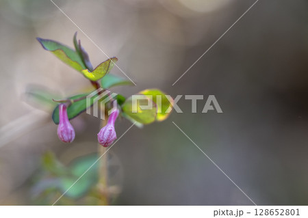 早春の雑木林に咲くウグイスカグラのピンクの花 早春の雑木林に咲くウグイスカグラのピンクの花 128652801