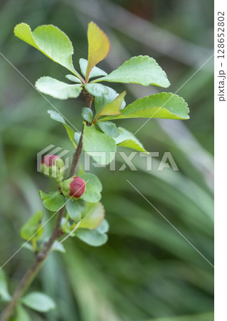 早春の雑木林に咲くクサボケの花の蕾 128652802