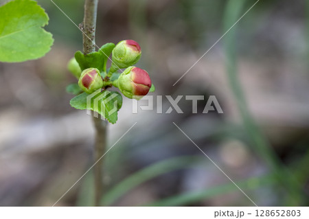 早春の雑木林に咲くクサボケの花の蕾 早春の雑木林に咲くクサボケの花の蕾 128652803