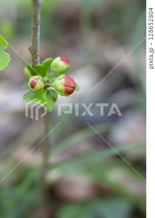早春の雑木林に咲くクサボケの花の蕾 128652804