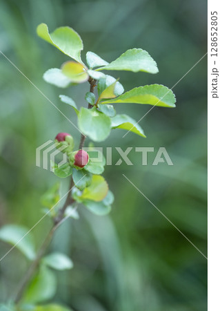早春の雑木林に咲くクサボケの花の蕾 128652805