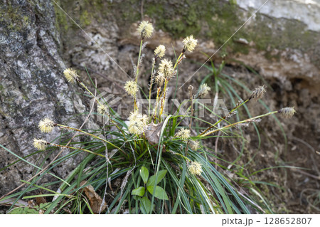 早春の雑木林に咲くヒメカンスゲの地味な花 早春の雑木林に咲くヒメカンスゲの地味な花 128652807