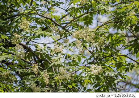 早春の雑木林で満開の花を咲かせるニワトコ 早春の雑木林で満開の花を咲かせるニワトコ 128652816