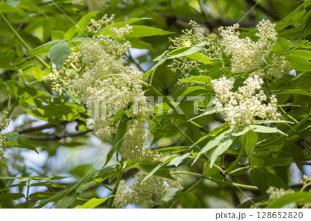 早春の雑木林で満開の花を咲かせるニワトコ 早春の雑木林で満開の花を咲かせるニワトコ 128652820