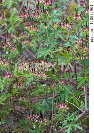 アメリカフウロの花の後・2025年6月 128652961