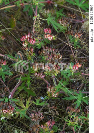 アメリカフウロの花の後・2025年6月 アメリカフウロの花の後・2025年6月 128652964