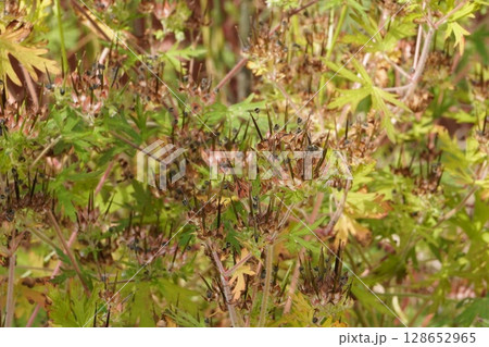 アメリカフウロの花の後・2025年6月 128652965