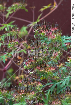 アメリカフウロの花の後・2025年6月 128652967