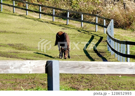 開田高原　木曽馬の里で柵の中に馬が1頭見える風景　長野県木曽郡木曽町 128652993
