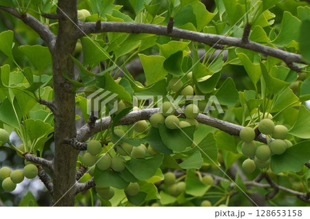 実を付けたイチョウの木・2025年6月 128653158