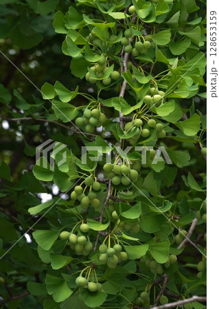 実を付けたイチョウの木・2025年6月 128653159