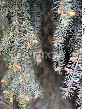 Pine tree branches with small cones creating a natural background for holiday themes 128653209