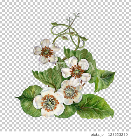 Flowering curved branches with vignettes of white flowers, green leaves. Watercolor botanical clipart with a bouquet of tropical kiwi for garden design, interior, jams, drinks, healthy food, textiles Flowering curved branches with vignettes of white flowers, green leaves. Watercolor botanical clipart with a bouquet of tropical kiwi for garden design, interior, jams, drinks, healthy food, textiles 128653250