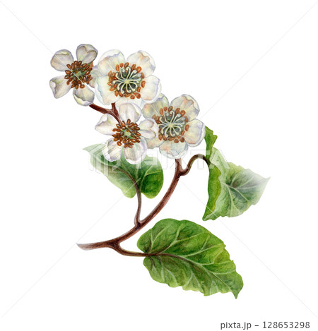Flowering curved branches with vignettes of white flowers, green leaves. Watercolor botanical clipart with a bouquet of tropical kiwi for garden design, interior, jams, drinks, healthy food, textiles Flowering curved branches with vignettes of white flowers, green leaves. Watercolor botanical clipart with a bouquet of tropical kiwi for garden design, interior, jams, drinks, healthy food, textiles 128653298