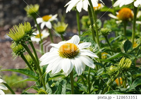 エキナセアの花・2025年6月 128653351