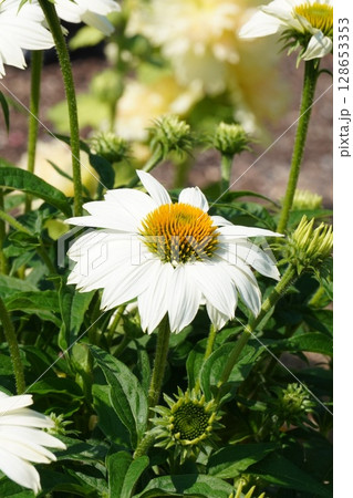エキナセアの花・2025年6月 エキナセアの花・2025年6月 128653353