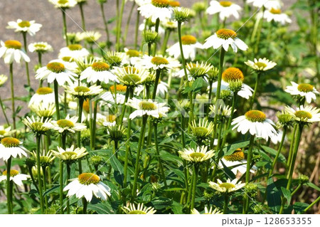 エキナセアの花・2025年6月 128653355