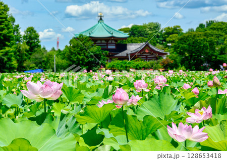 東京都　上野公園　不忍池　蓮の花 128653418