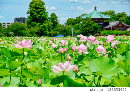 東京都　上野公園　不忍池　蓮の花 128653421