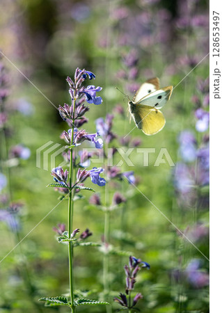 Cabbage butterfly landing on catnip flower in meadow close up. Insect pollination in natural habitat 128653497