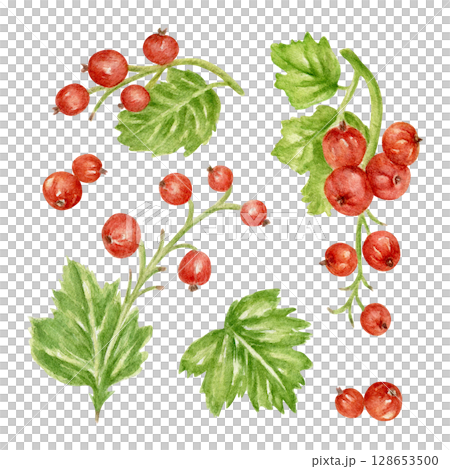 A collection of hand-drawn watercolor red currant berries. Sweet dishes, menu decorations, and packaging for berry tea and desserts. A clipart for festive decoration and card design. 128653500