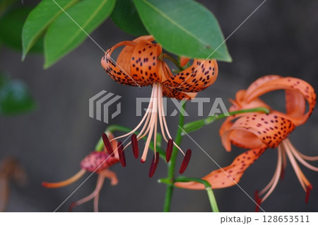 オニユリの咲く景色 128653511